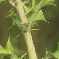 Acanthus ilicifolius L.